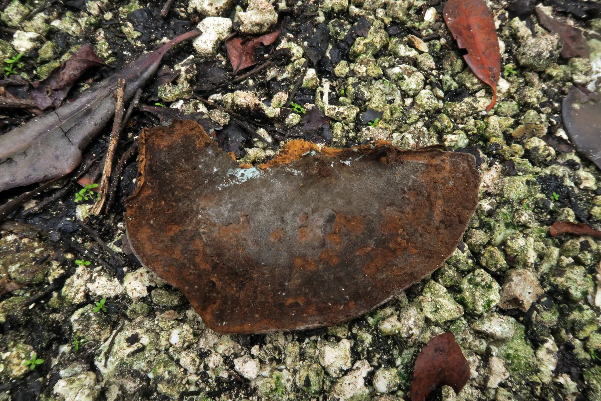 Trichoderma polypori - 1 - IMG_2992